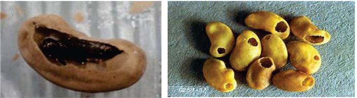 آسیب و زیانرسانی زنبور بذر خوار یونجه